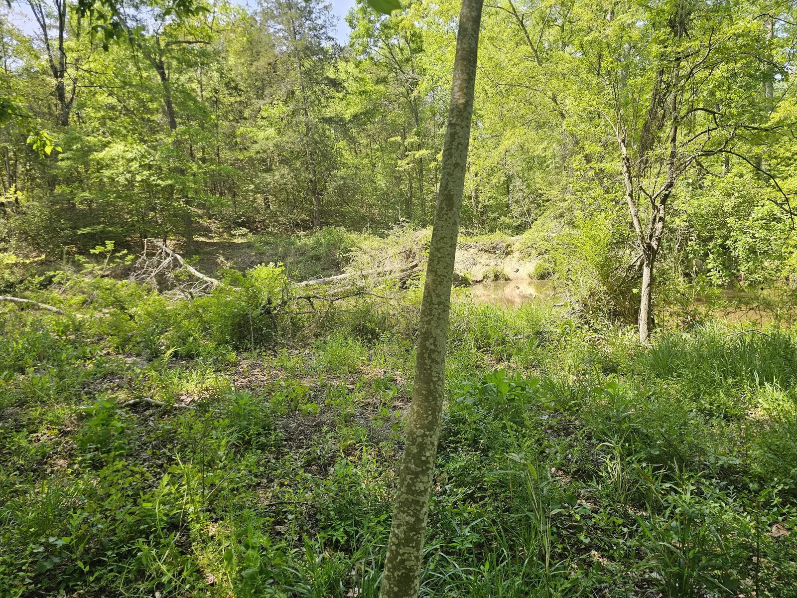 Before waterfront clearing